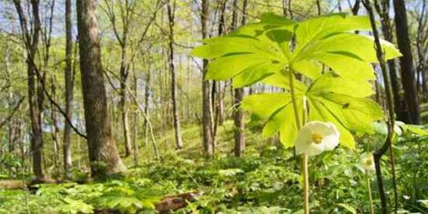 Tracking Natural Events on the Homestead Image